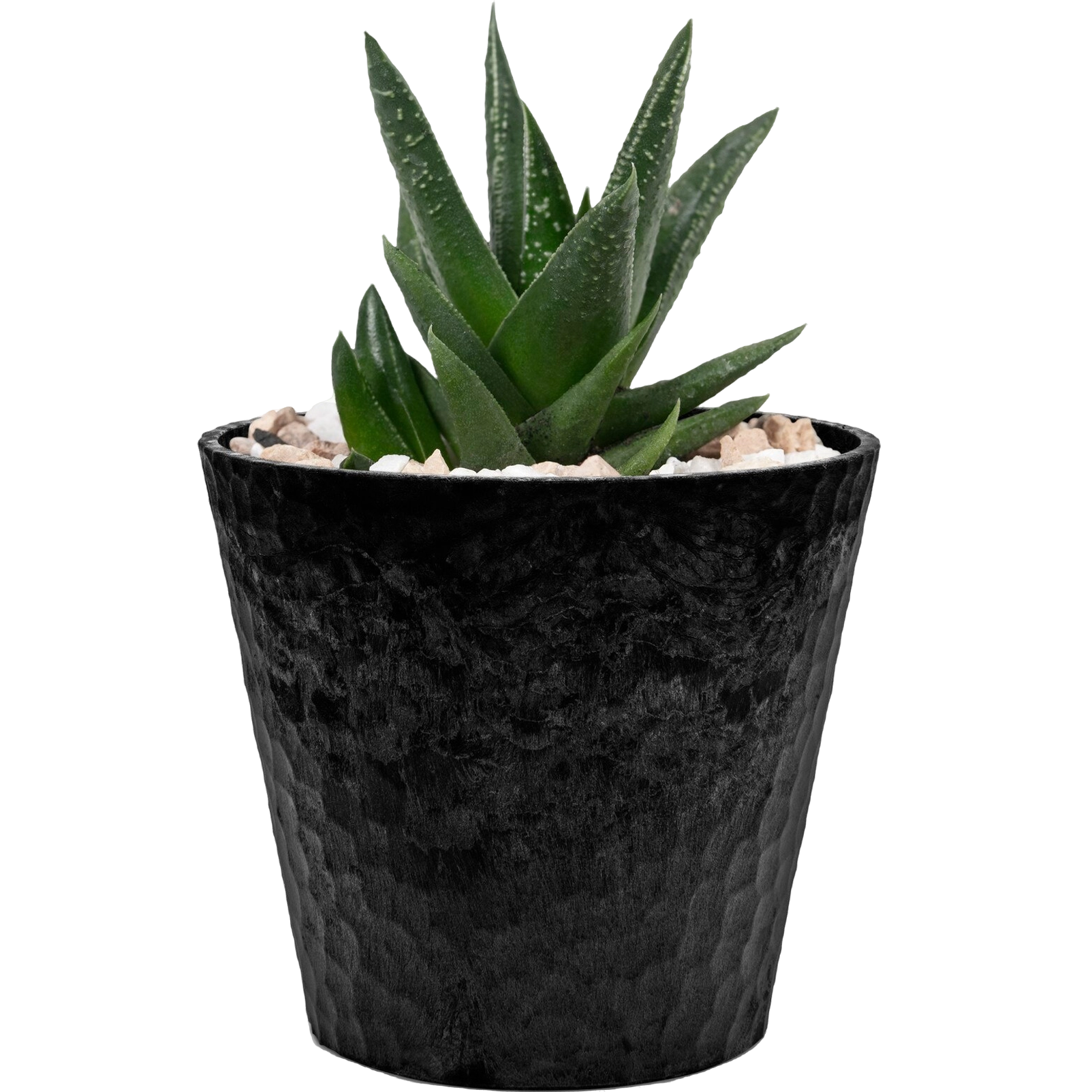 Plant 2