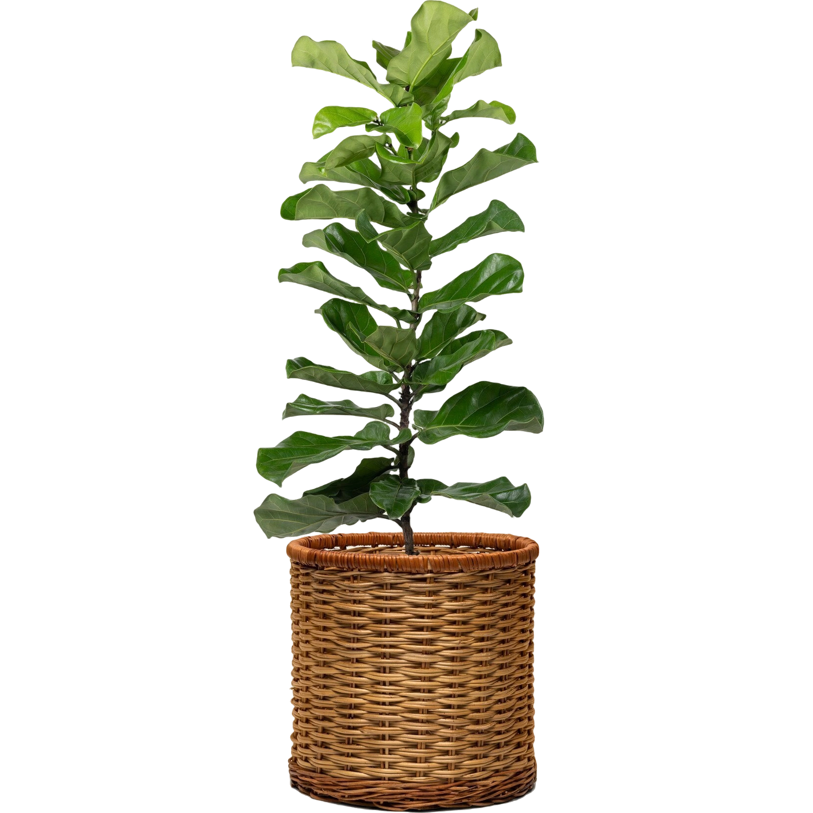 Plant 3