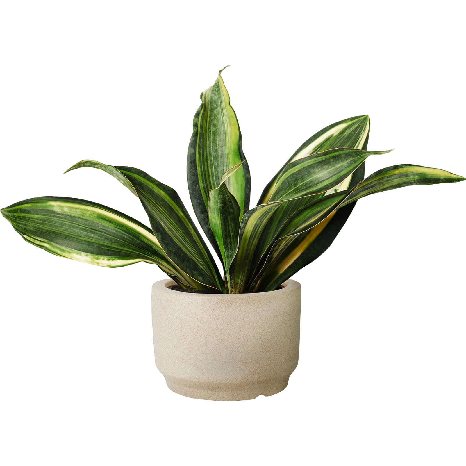 Plant 4