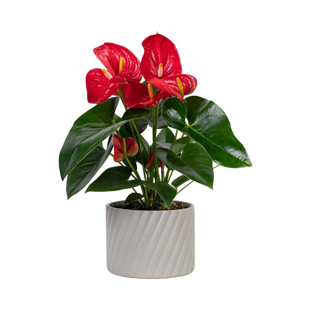 Plant 5