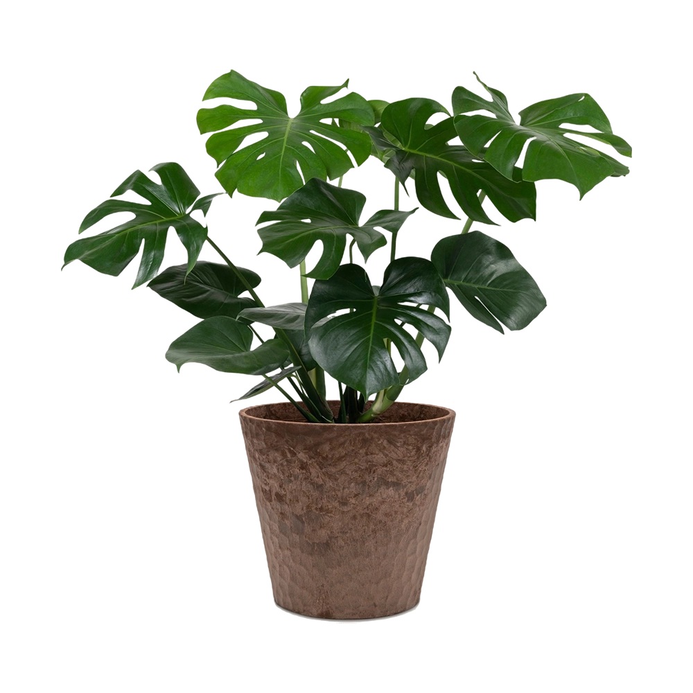Plant 6